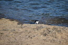 Image of White-browed Wagtail