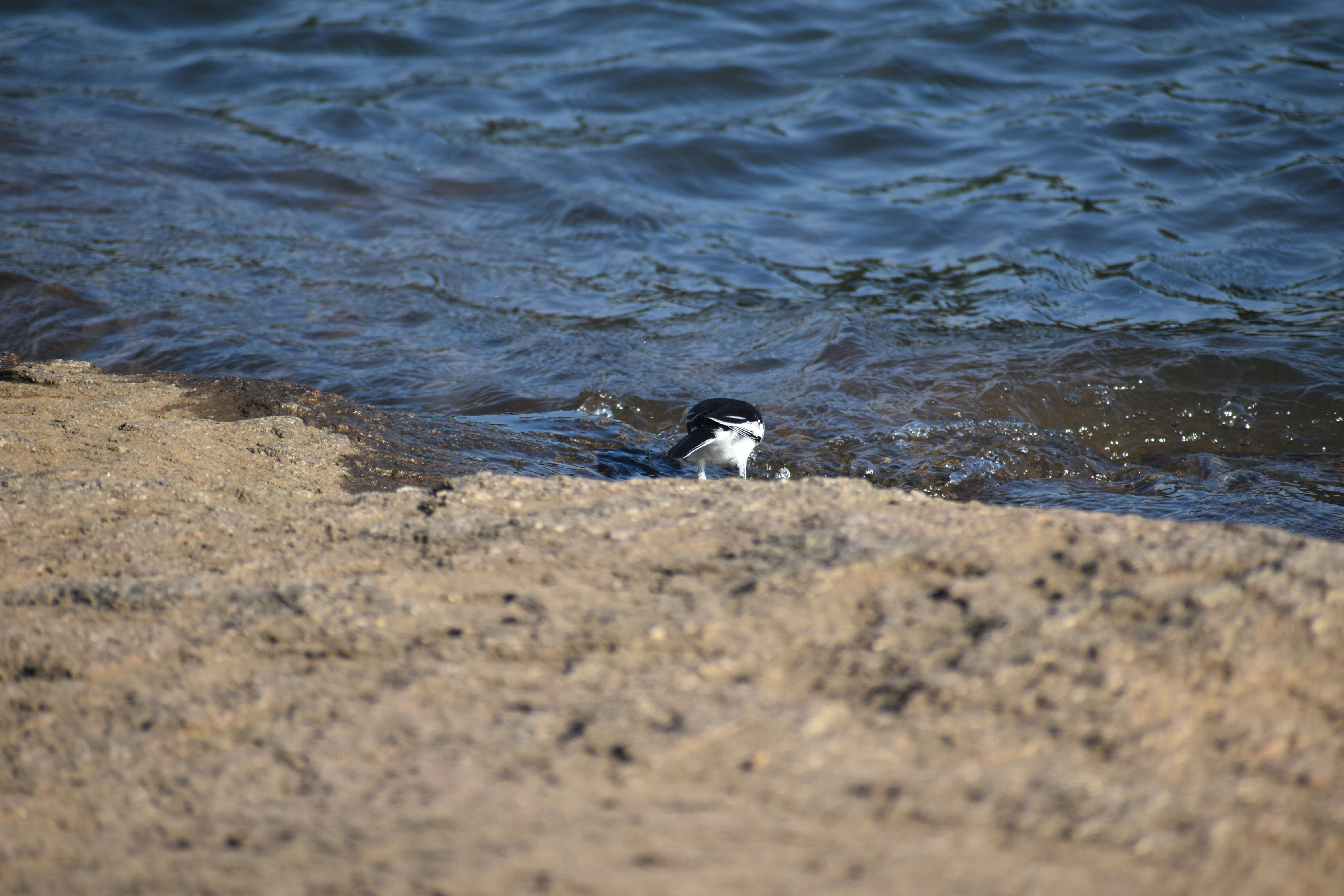 Image of White-browed Wagtail