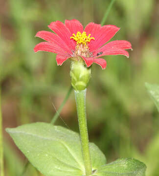 Image de Zinnia peruviana (L.) L.