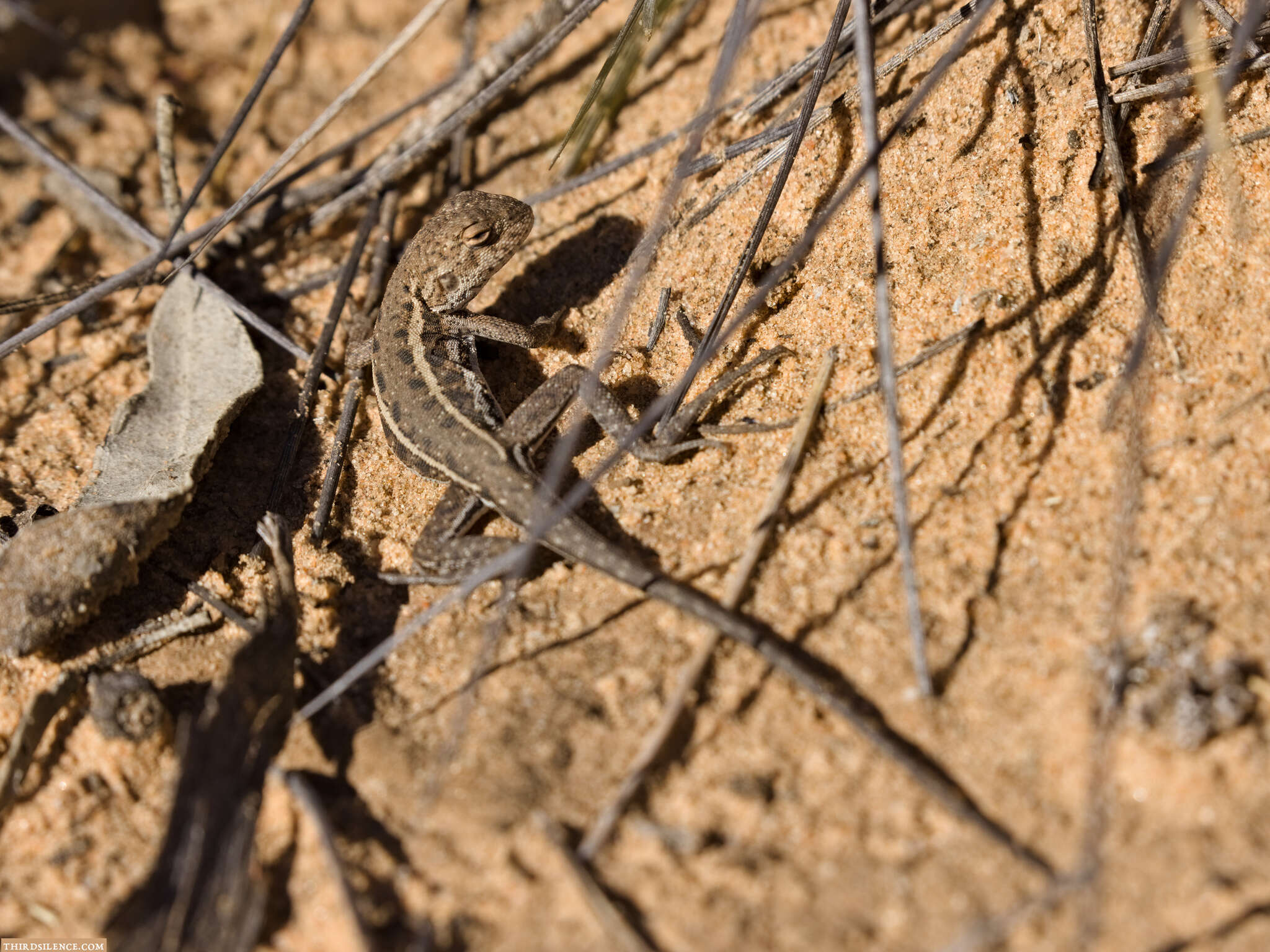 Ctenophorus fordi (Storr 1965) resmi