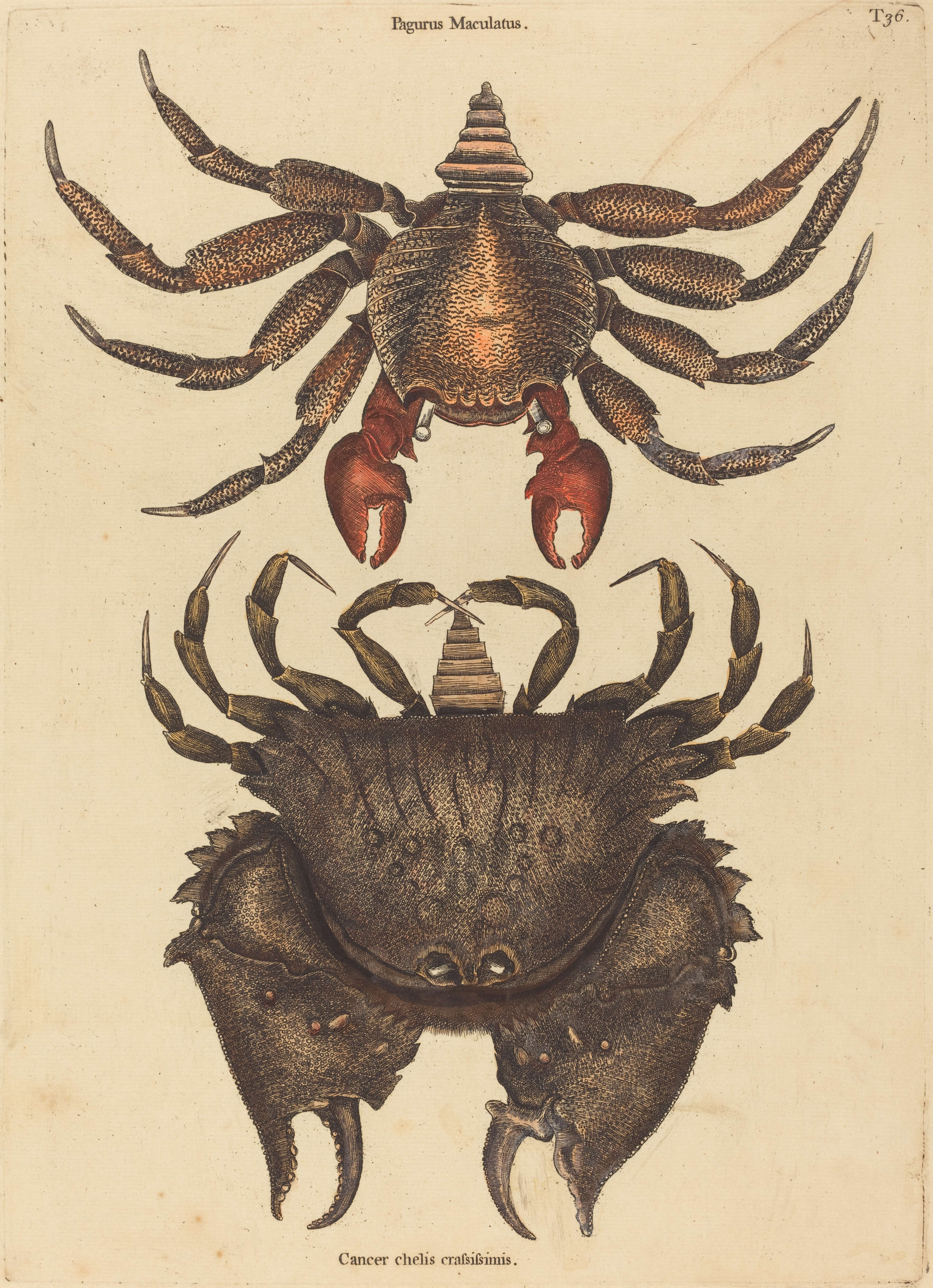 Image de Grapsus grapsus (Linnaeus 1758)