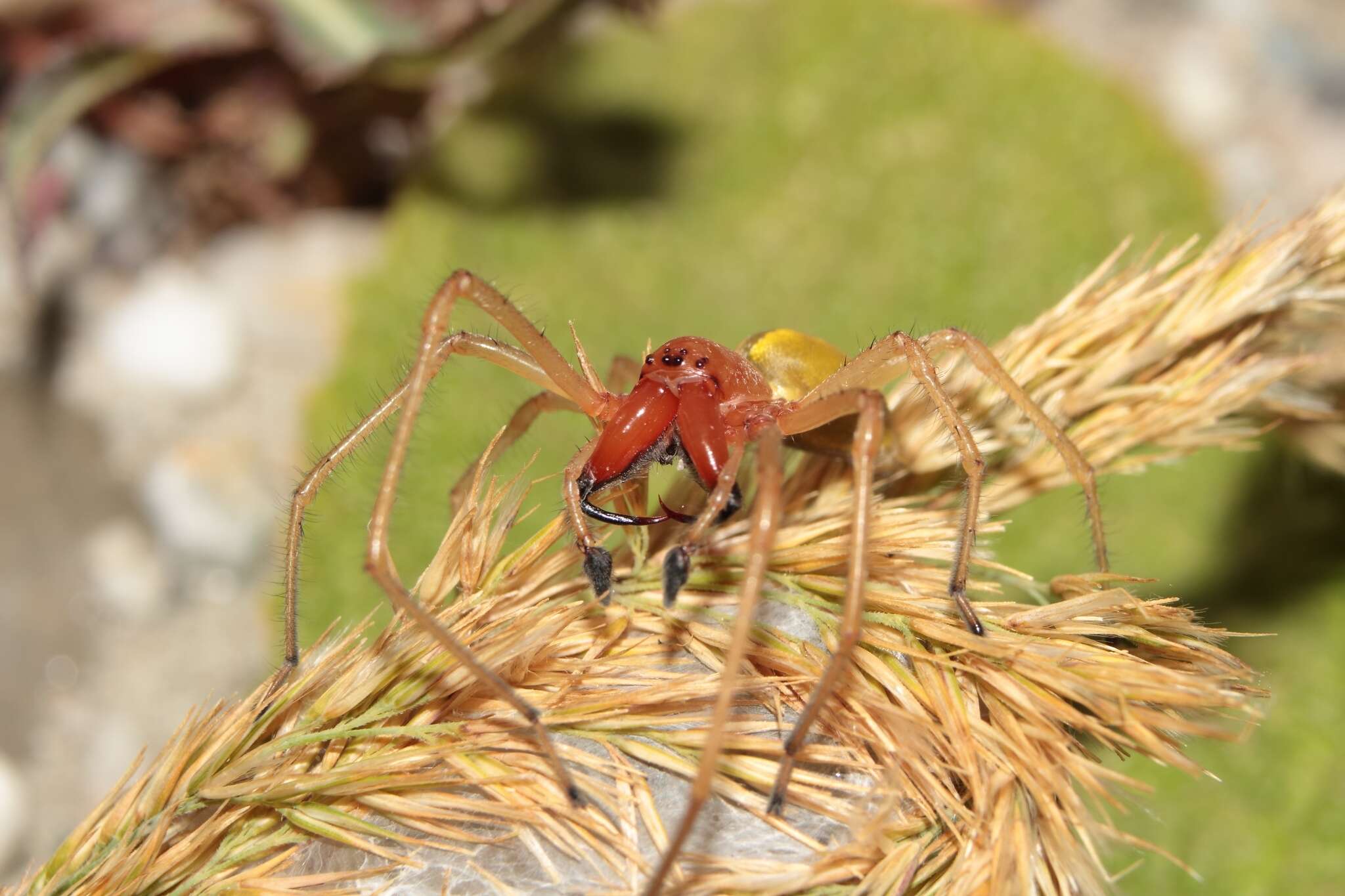 Слика од Cheiracanthium punctorium (Villers 1789)