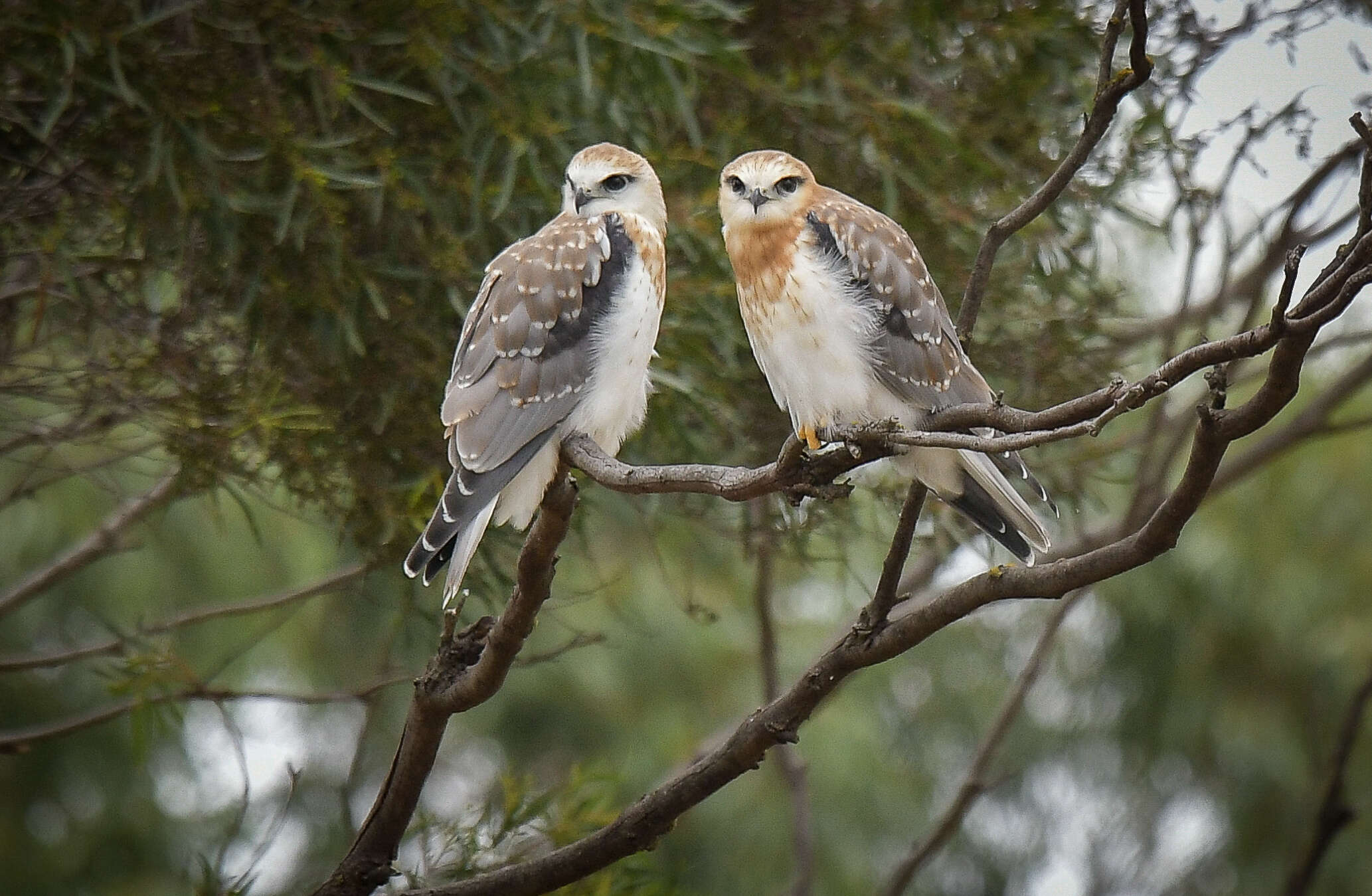 Image of Black-shouldered Kite