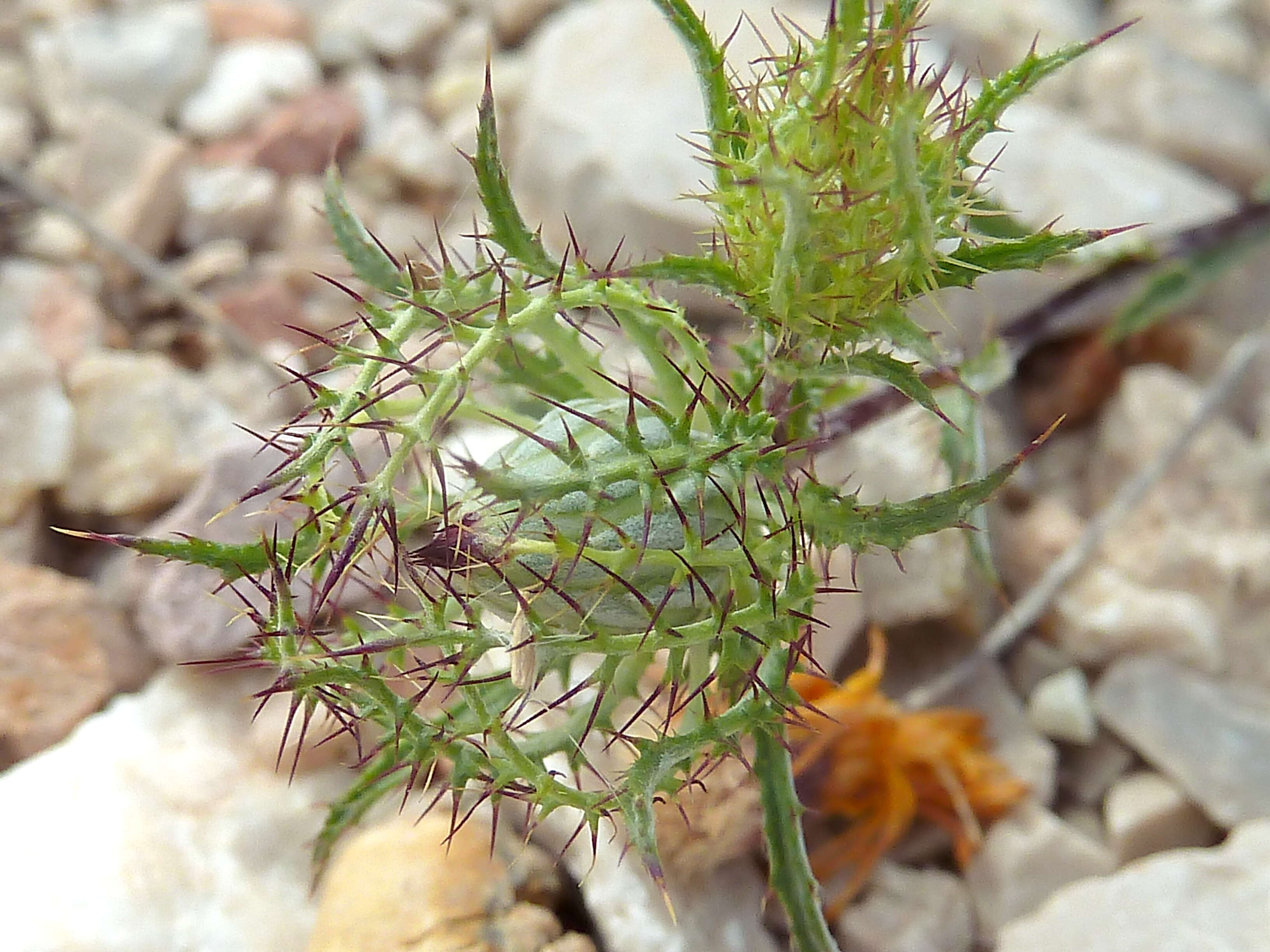 Image of Cage thistle