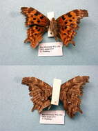 Image of Satyr Comma