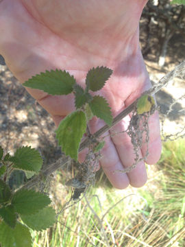 Image of <i>Urtica dioica holosericea</i>