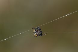 Image of Australian jewel spider