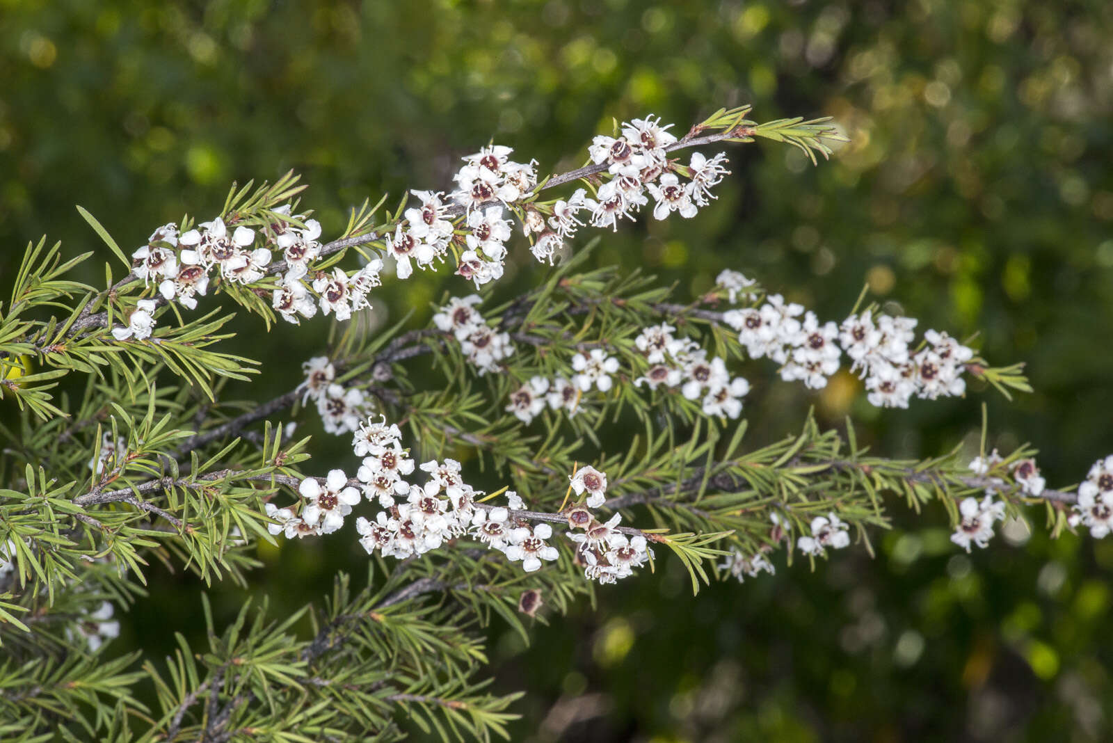 Sivun Kunzea ericoides (A. Rich.) J. Thompson kuva