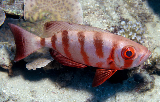 Image of Moontail bullseye