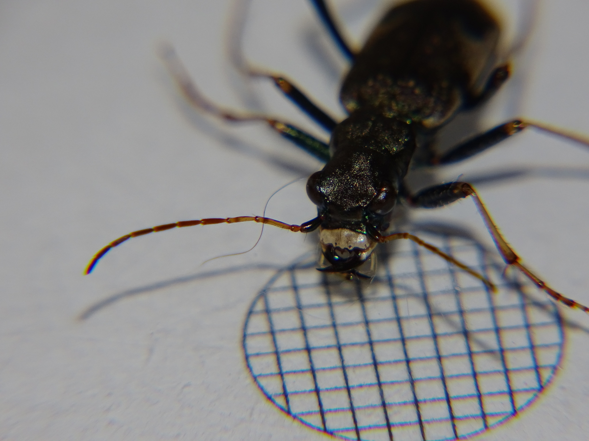 Image of Neocicindela spilleri Brouerius van Nidek 1965