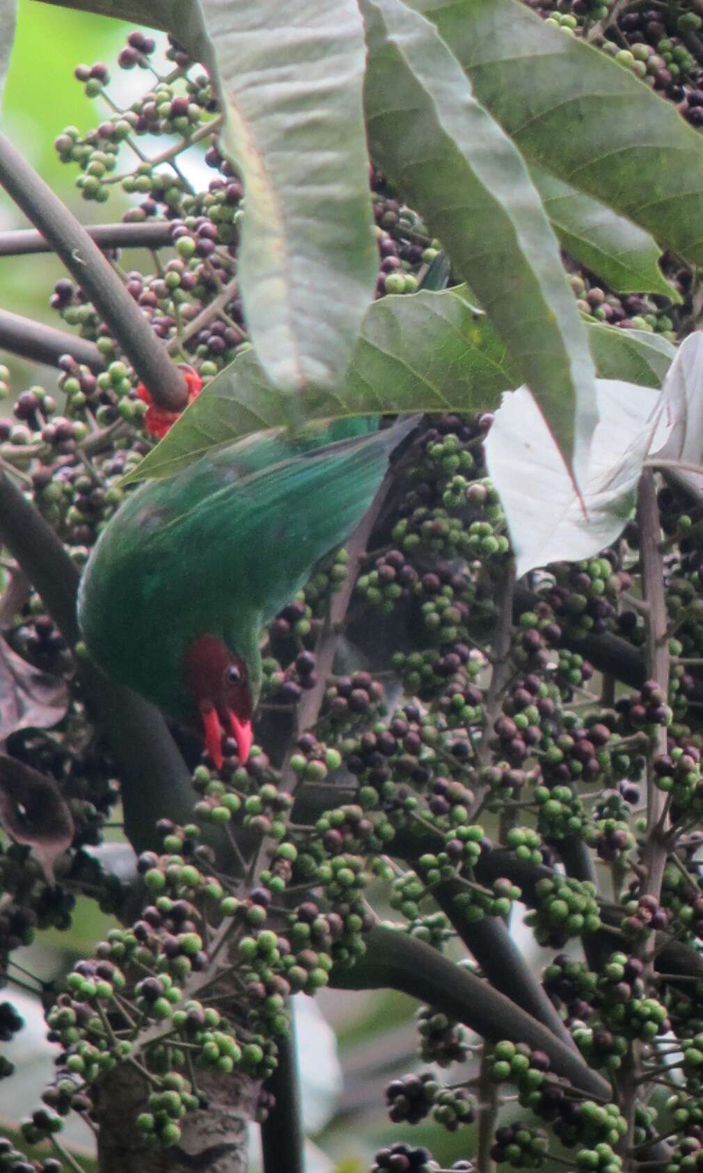 Chlorornis Reichenbach 1850的圖片