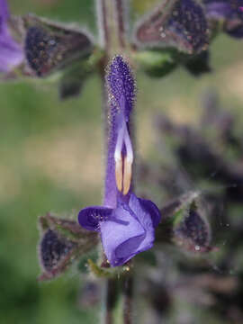 Imagem de Salvia pratensis L.