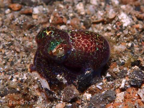 Image of Humming-bird Bobtail Squid