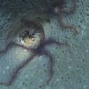 Image of Sponge brittle star