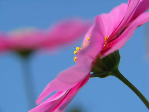 Image of garden cosmos