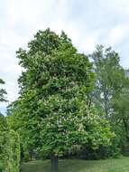 Image of European horse chestnut