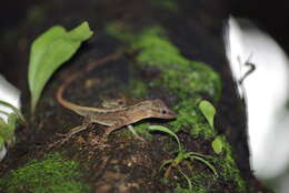 Anolis luciae Garman 1887的圖片