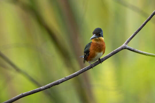 Image of American Pygmy Kingfisher