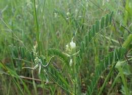 Imagem de Astragalus hamosus L.