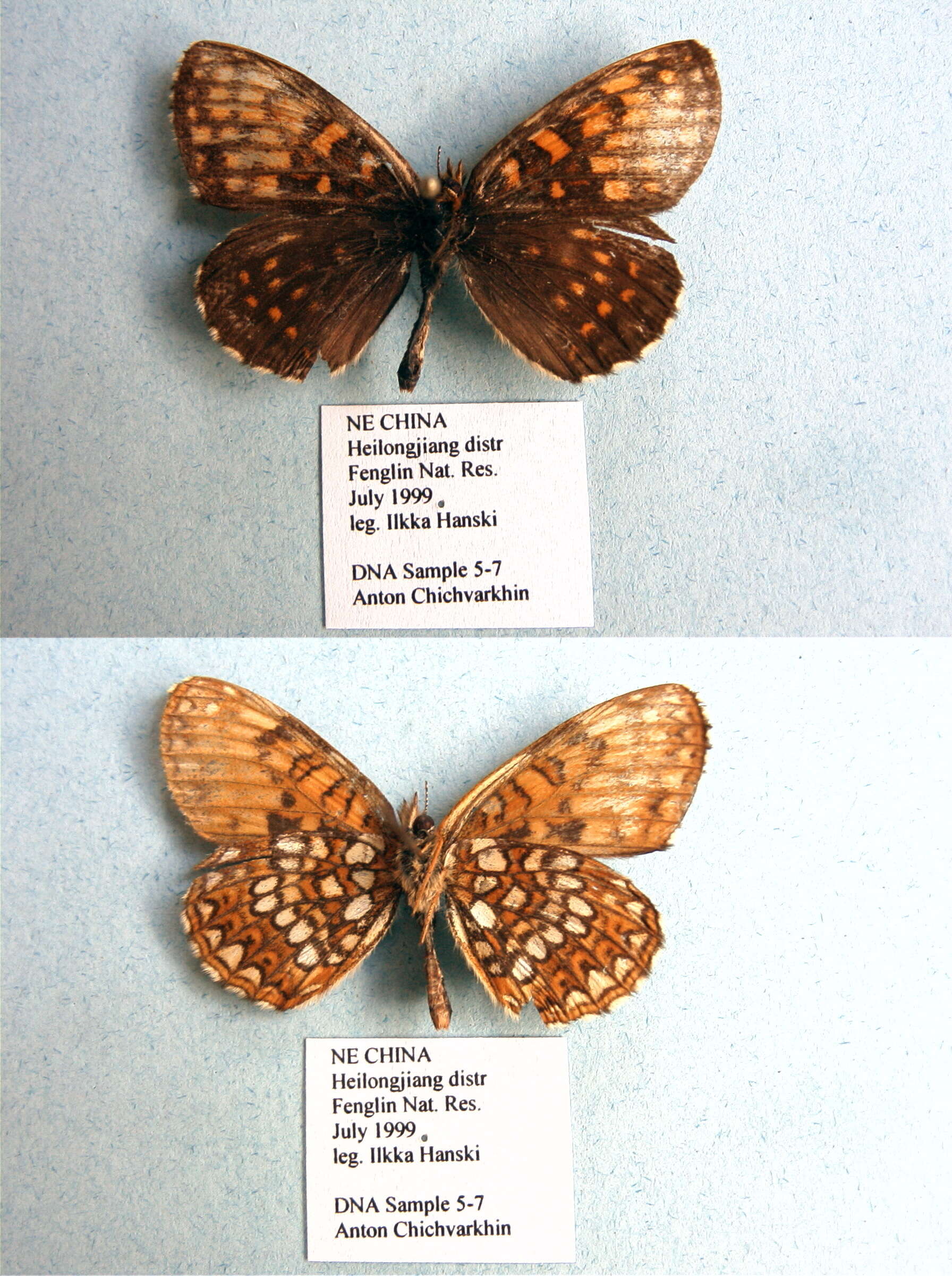 Image de Melitaea diamina