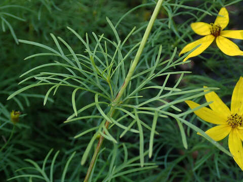 Image of whorled tickseed