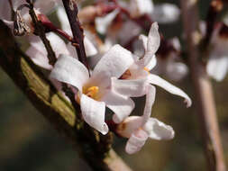 Image of Korean abeliophyllum