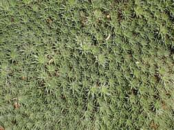 Image of Deuterocohnia brevifolia (Griseb.) M. A. Spencer & L. B. Sm.