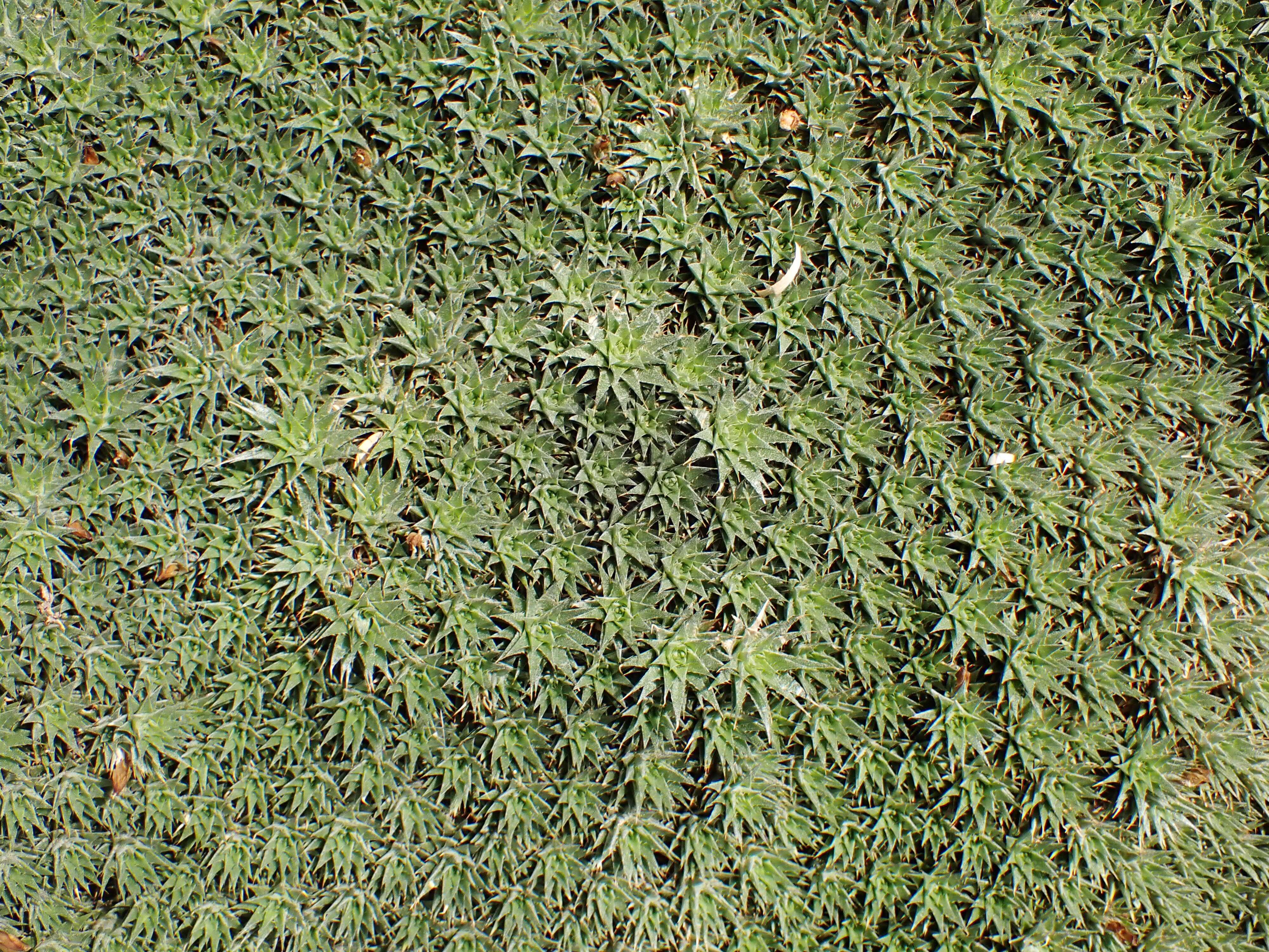 Image of Deuterocohnia brevifolia (Griseb.) M. A. Spencer & L. B. Sm.