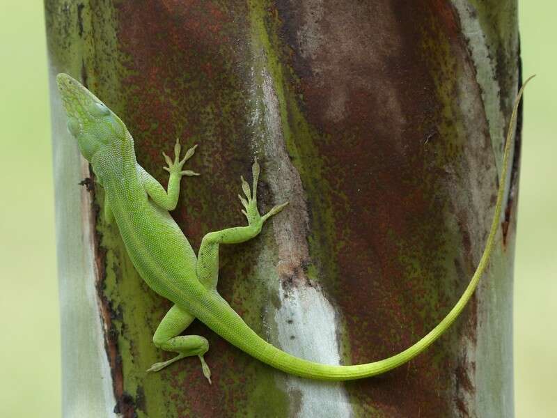 Image of Cuban green anole