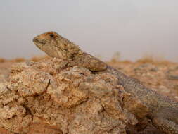 Image of Mali Agama