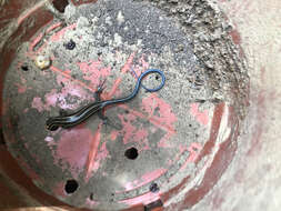 Image of Shanghai Elegant Skink