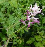 Image of field fumitory