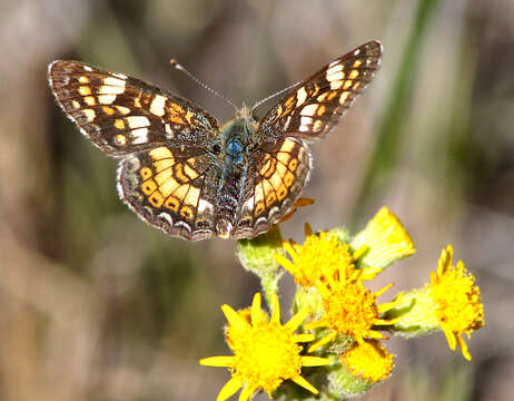 Image of Phyciodes pulchella