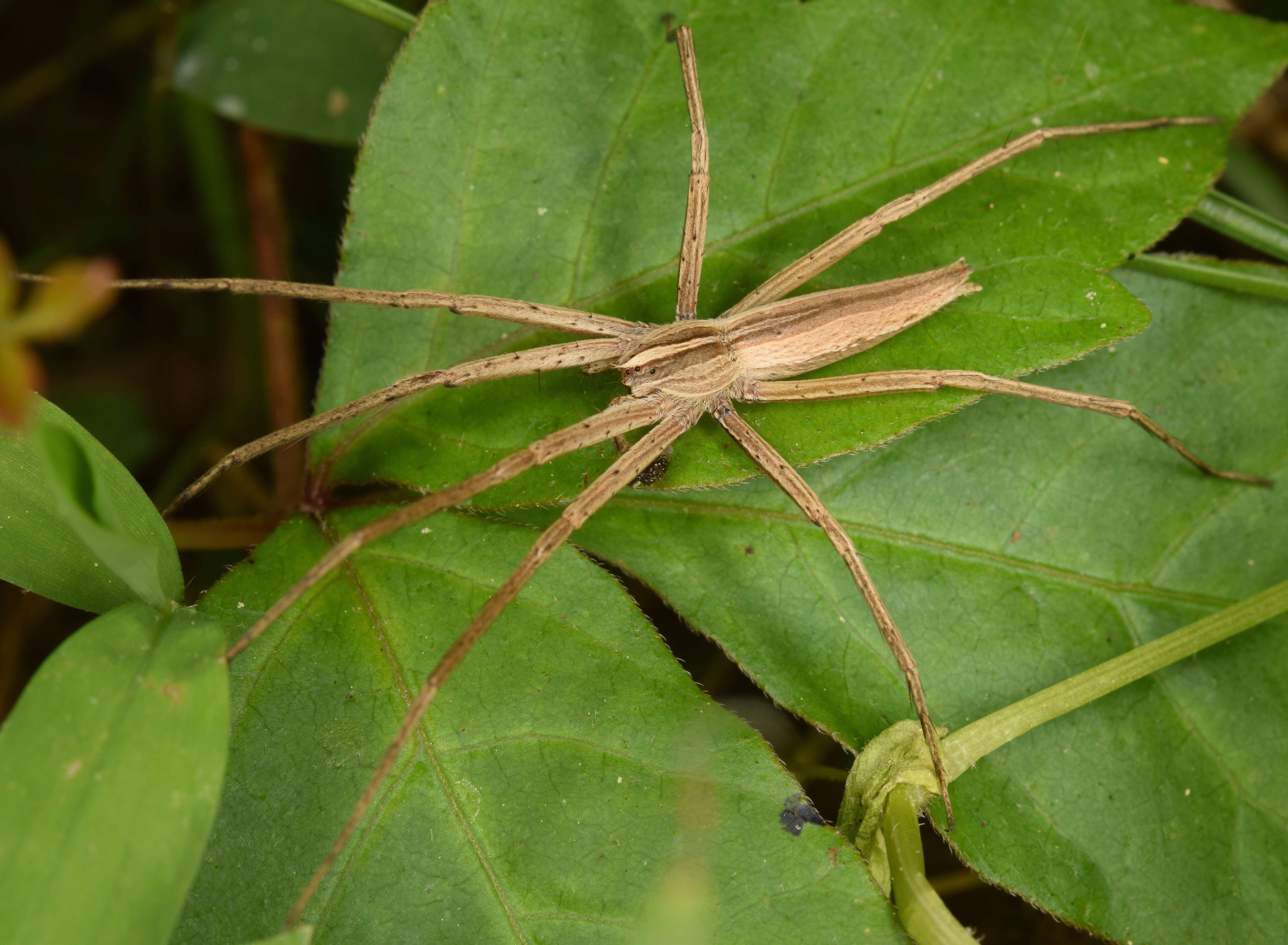 Image de Pisaurina dubia (Hentz 1847)