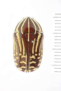 Image of Rhabdotis