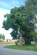 Image of Mitten tree