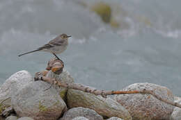 Image of Pied Wagtail and White Wagtail