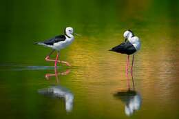 Image of Pied Stilt