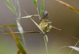 Image of Common Chiffchaff