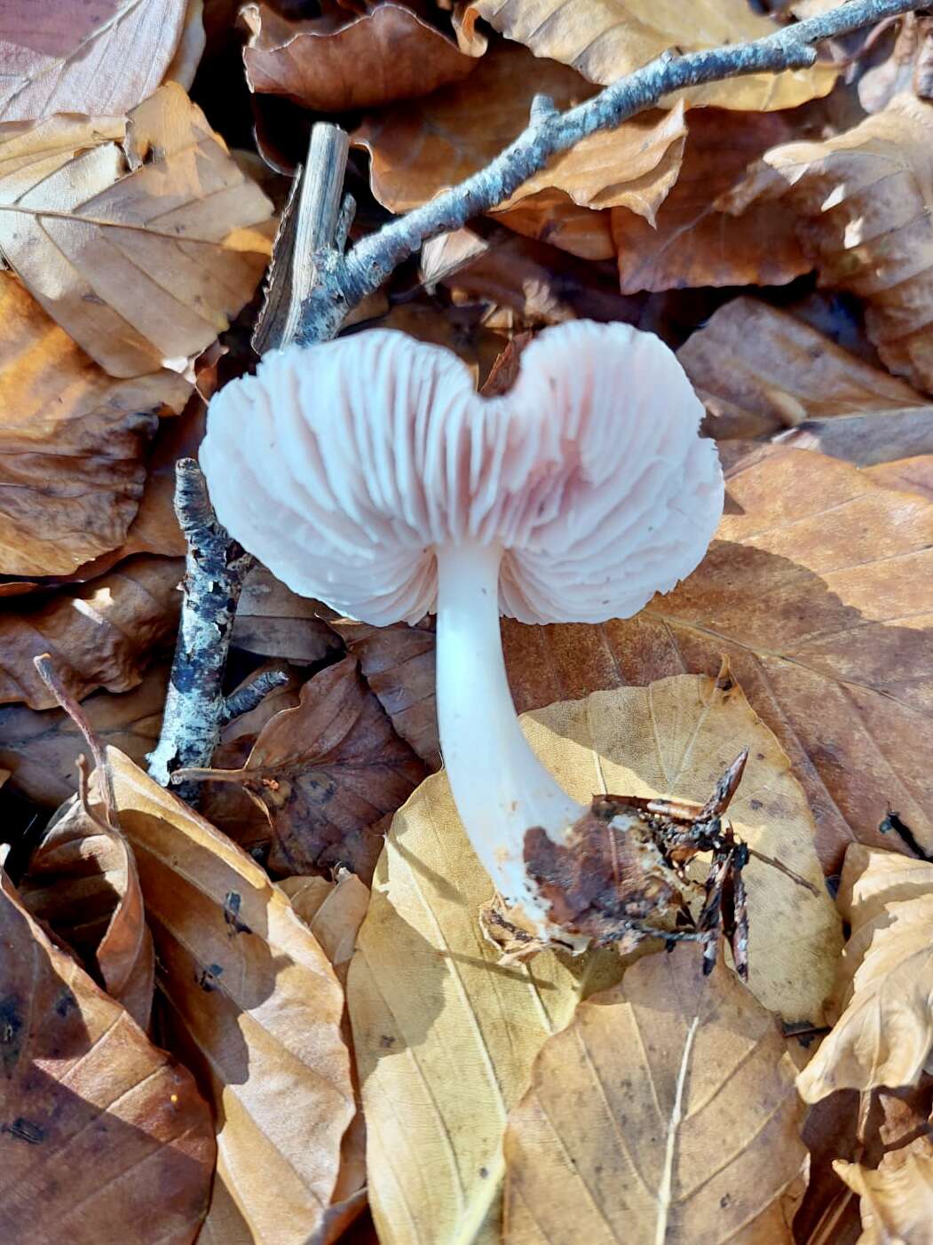 Image of Mycena rosea Gramberg 1912