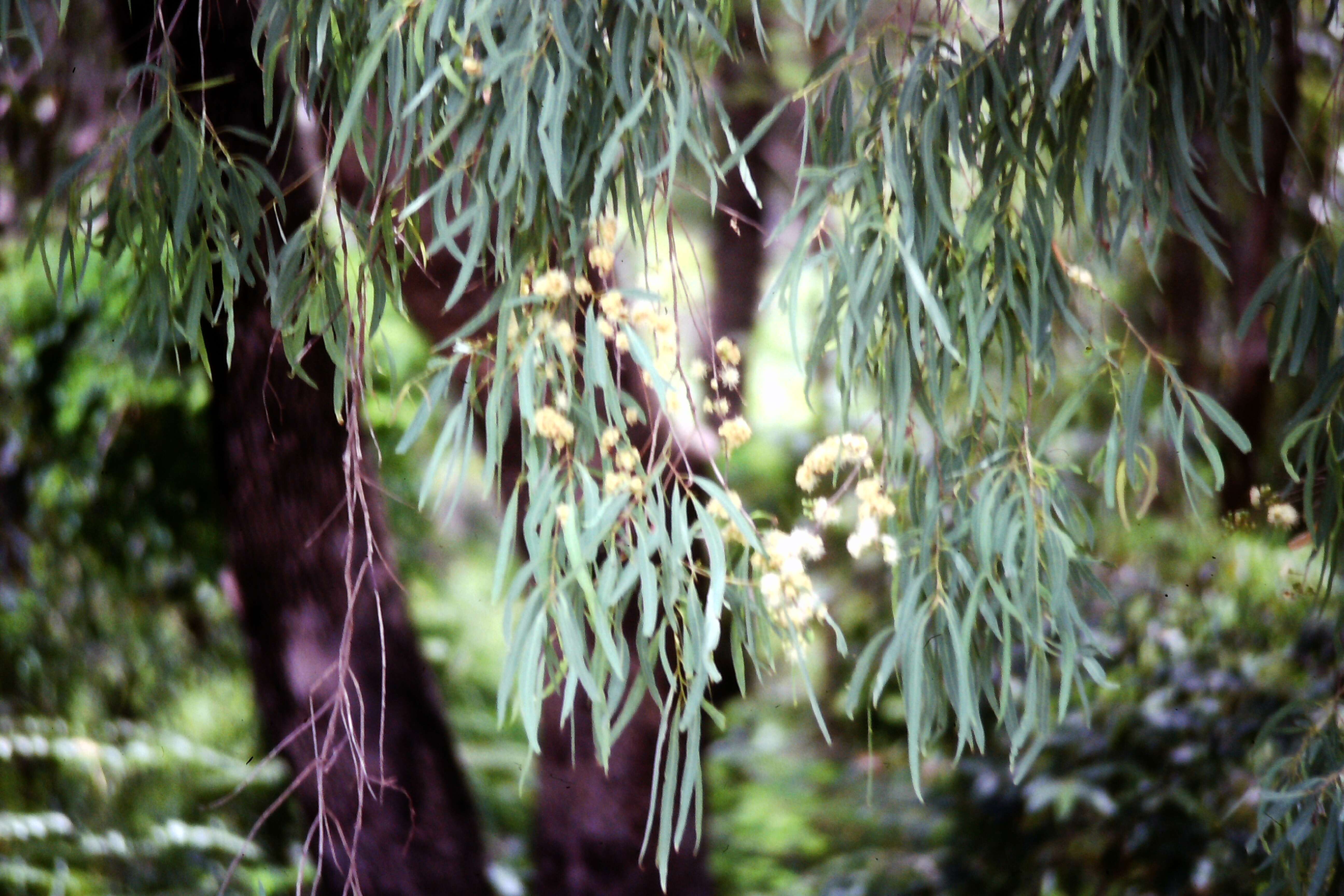 Image of Corymbia tessellaris (F. Müll.) K. D. Hill & L. A. S. Johnson