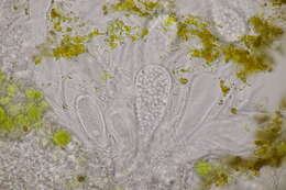 Image of lemon lichen