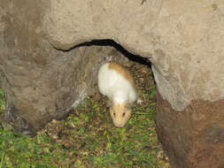 Image of Cavy