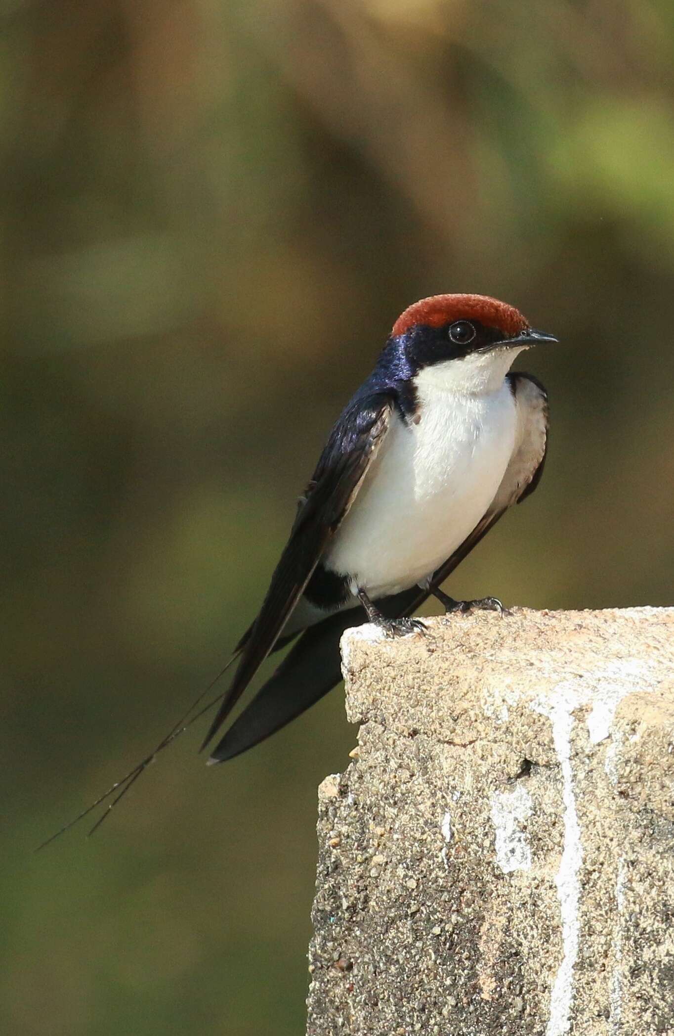 Hirundo smithii Leach 1818 resmi