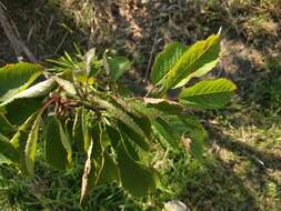 Image of gean, wild cherry