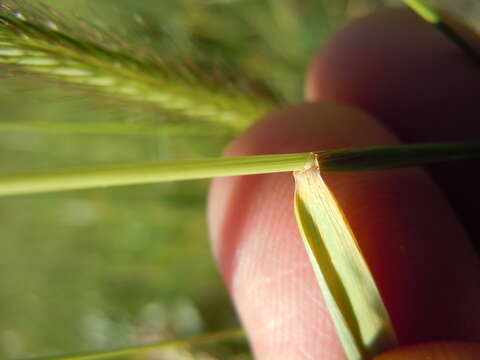 Image of meadow barley