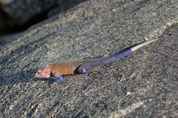 Image of Mwanza Flat-headed Rock Agama