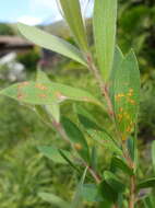 Image de Austropuccinia psidii (G. Winter) Beenken 2017