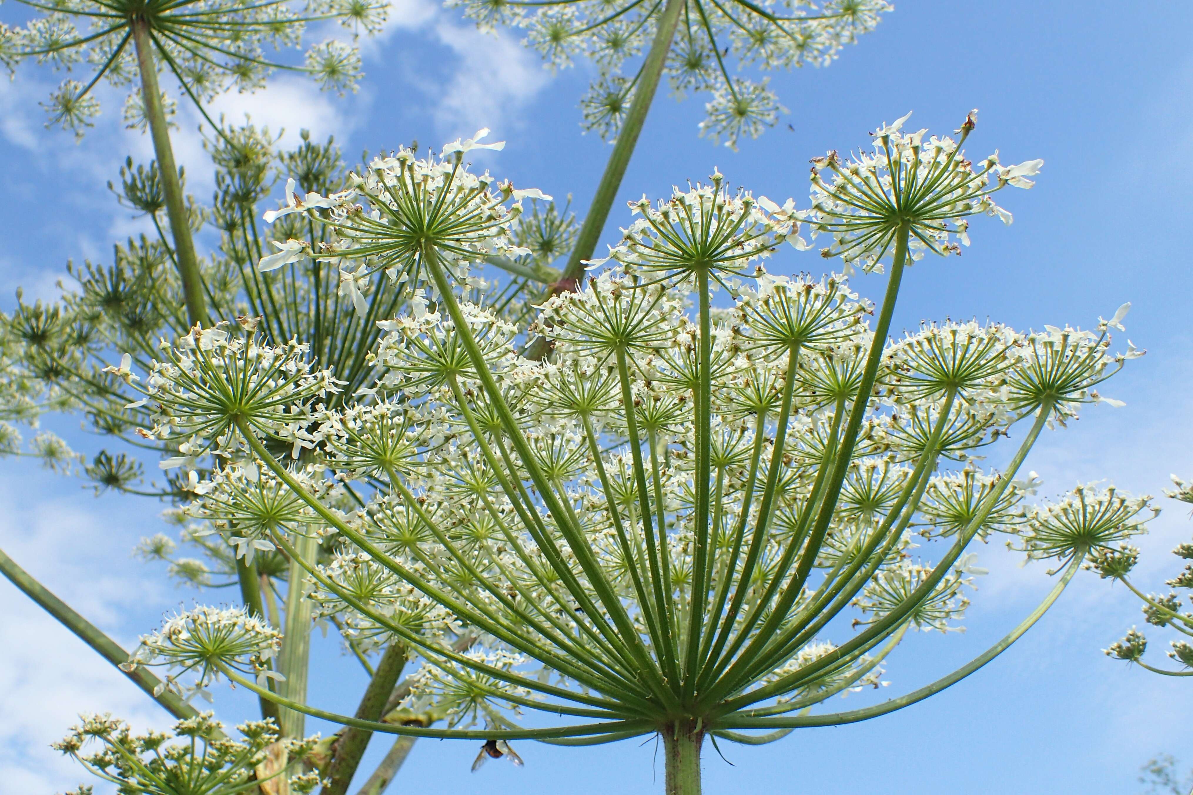 Imagem de Heracleum sosnowskyi Manden.