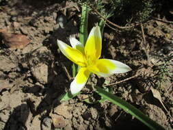 Image of Tulipa turkestanica (Regel) Regel